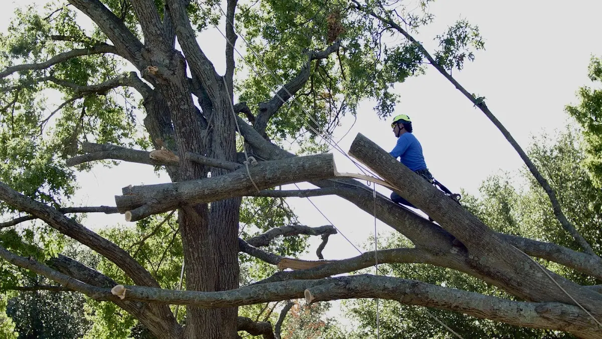 Professional Crown Thinning performed by certified arborists in Manson