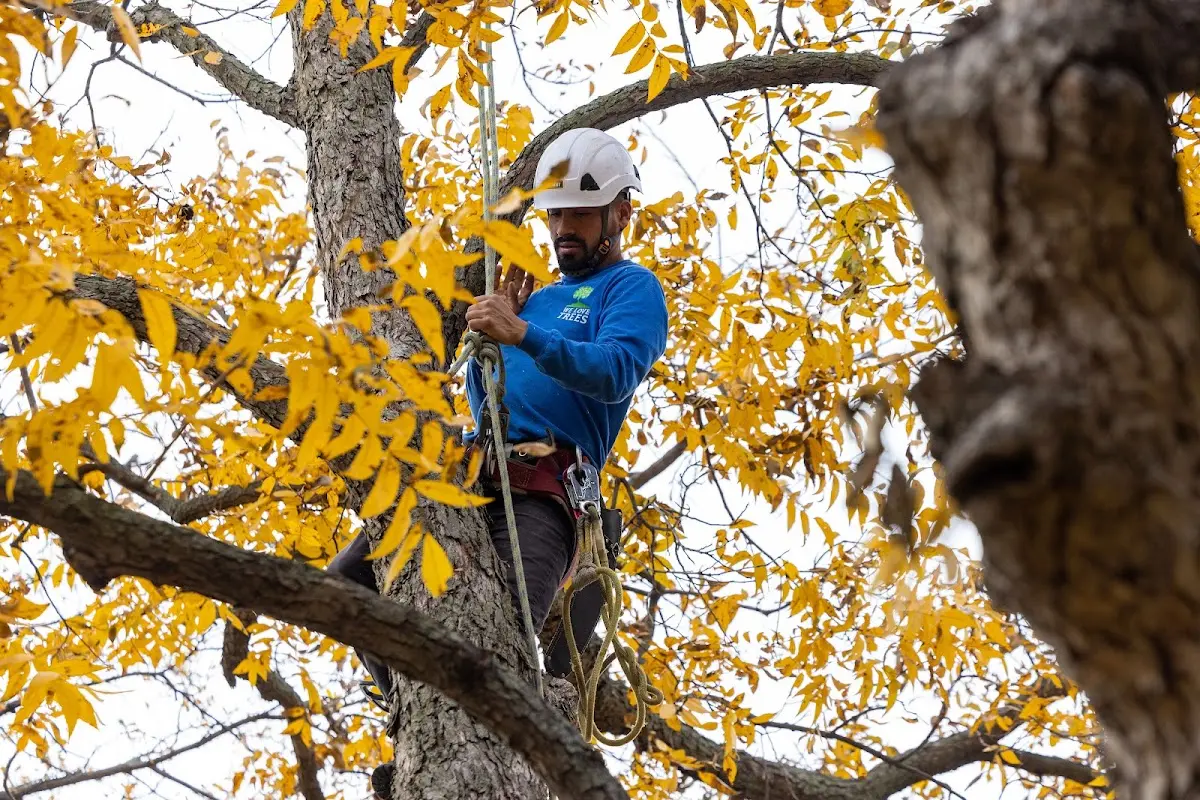 Skilled Tree Transplanting crew working in Manson
